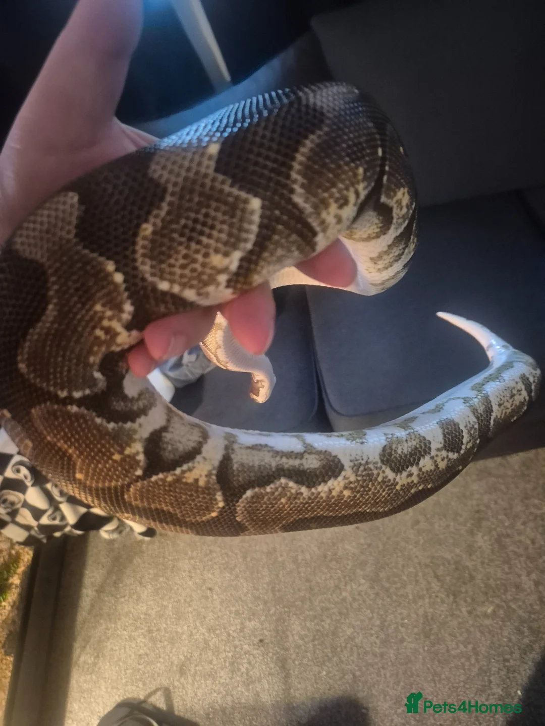 Python Snake reptiles for sale: Female royal with set up  - Advert 3