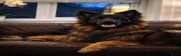 German Shepherd dogs for sale: Stunning KC reg long coat German shepherd puppies  - Advert 19