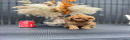 Cavapoo dogs for sale: RARE  **  CAVAPOOS dna tested parents  in Nottingham - Advert 13