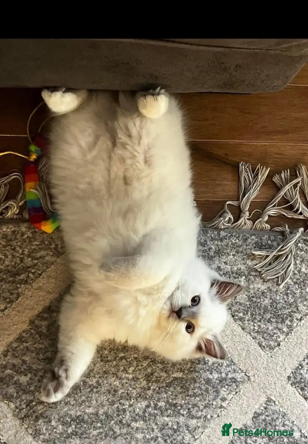 Ragdoll cats for sale: Great and happy rag doll kittens - Image 7