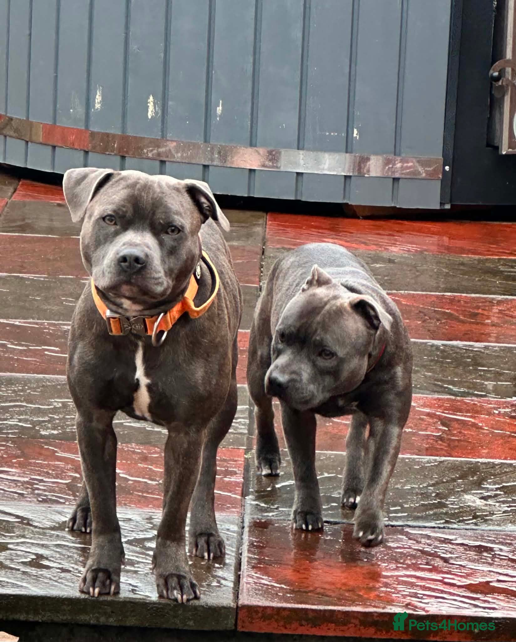 Staffordshire Bull Terrier dogs Adorable KC registered blue staffy puppies  - Advert 2