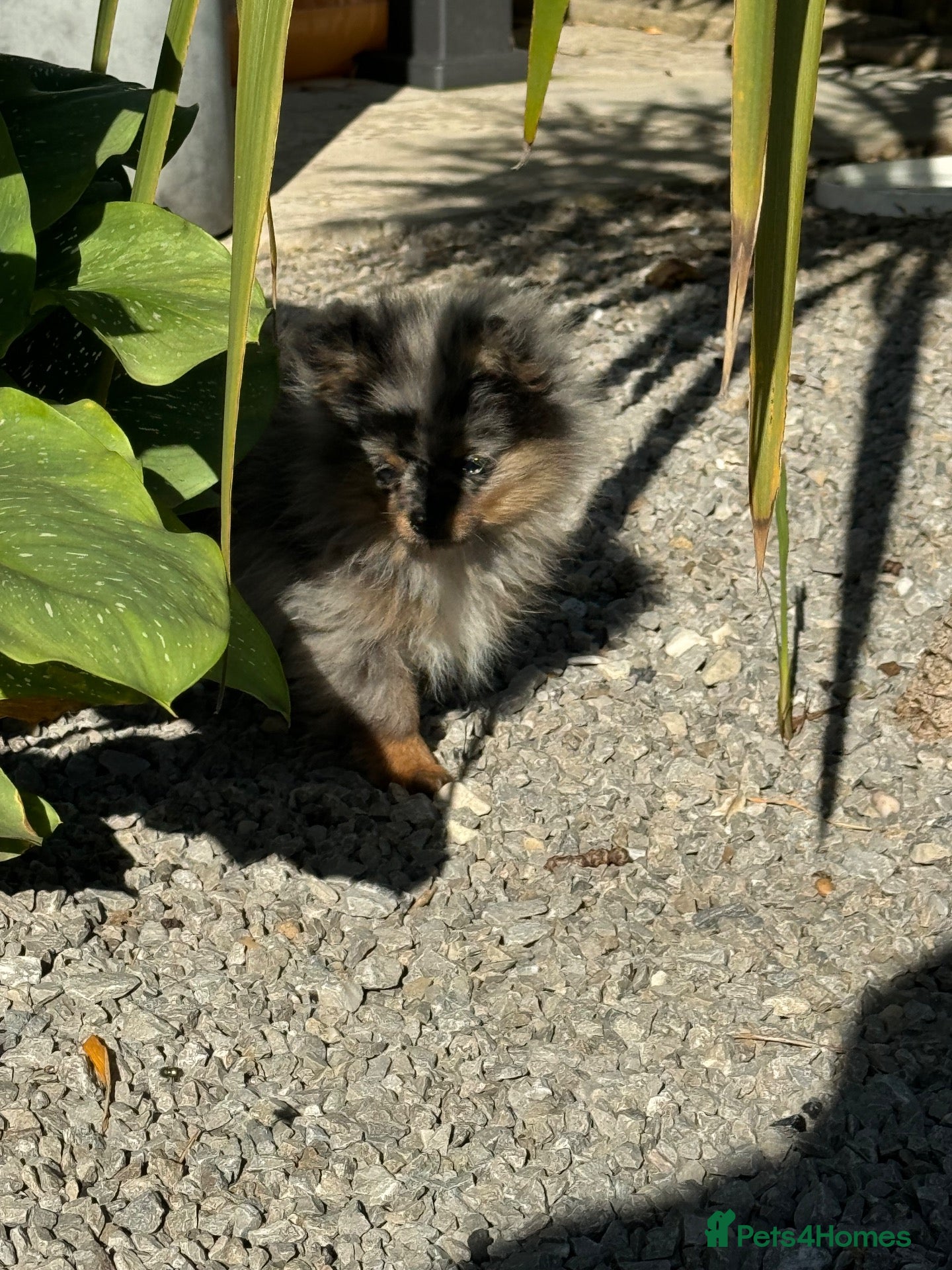 Pomeranian dogs RARE Merle Pomeranian Champion Lines - Advert 14