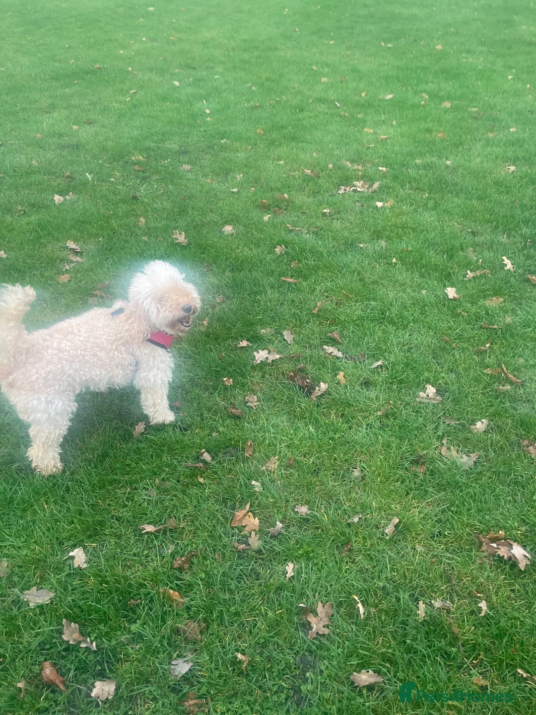 Australian Labradoodle dogs for sale: Meet Yasmin! - Advert 1