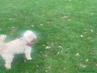 Australian Labradoodle dogs Meet Yasmin! - Advert 2