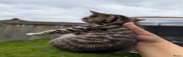 Bengal cats for sale: Three bengal mainecoon males  in Stourbridge - Advert 5