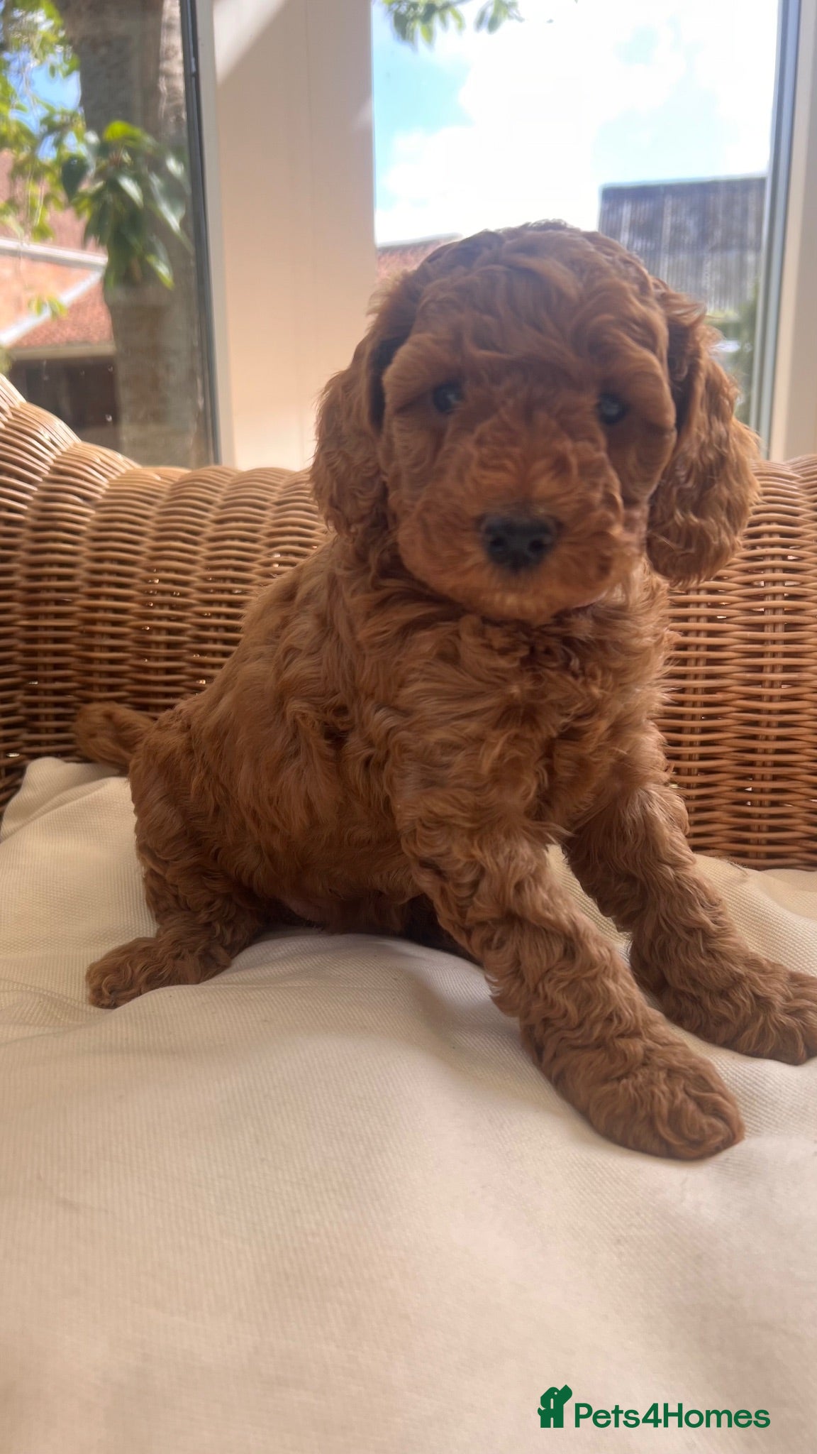 Cockapoo dogs Outstanding cockapoo puppies  - Advert 2