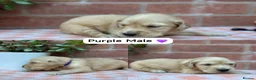 Golden Retriever dogs for sale: HEALTH TESTED PEDIGREE KC GOLDEN RETRIEVER PUPPIES - Advert 12