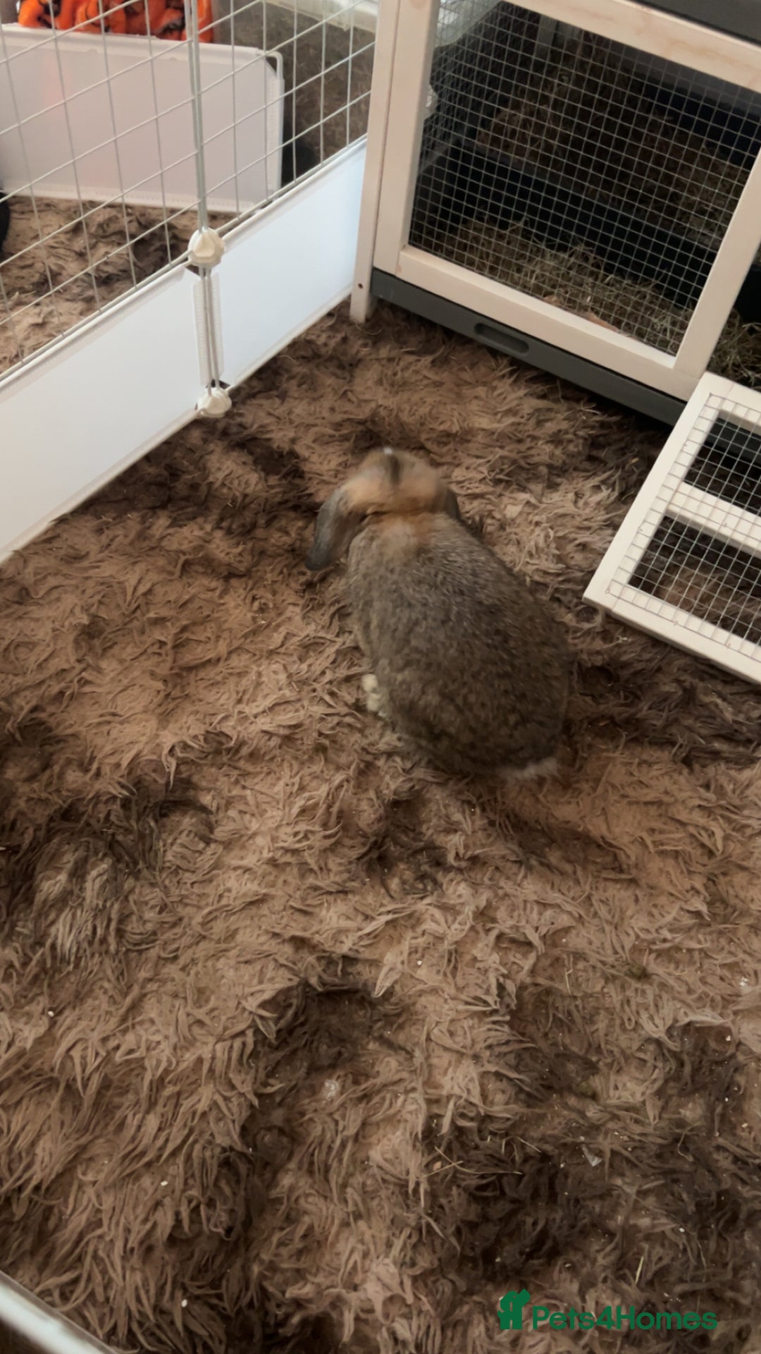 Mini Lop rabbits for sale: Bambi need gone ASAP - Image 2