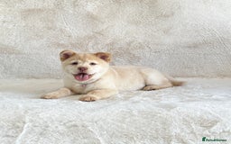 Chow Chow dogs for sale: Exotic colour chowsky puppies for sale  - Image 21