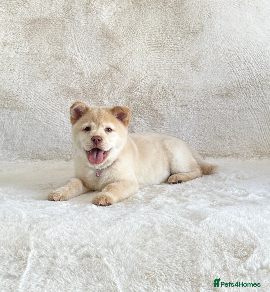 Chow Chow dogs for sale: Exotic colour chowsky puppies for sale  - Image 21