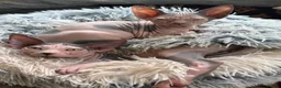 Sphynx cats for sale: Stunning Female Kitten Gabi  - Advert 3