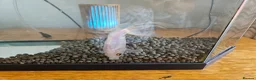 Goldfish fish for sale: Goldfish  in Cardiff - Advert 5