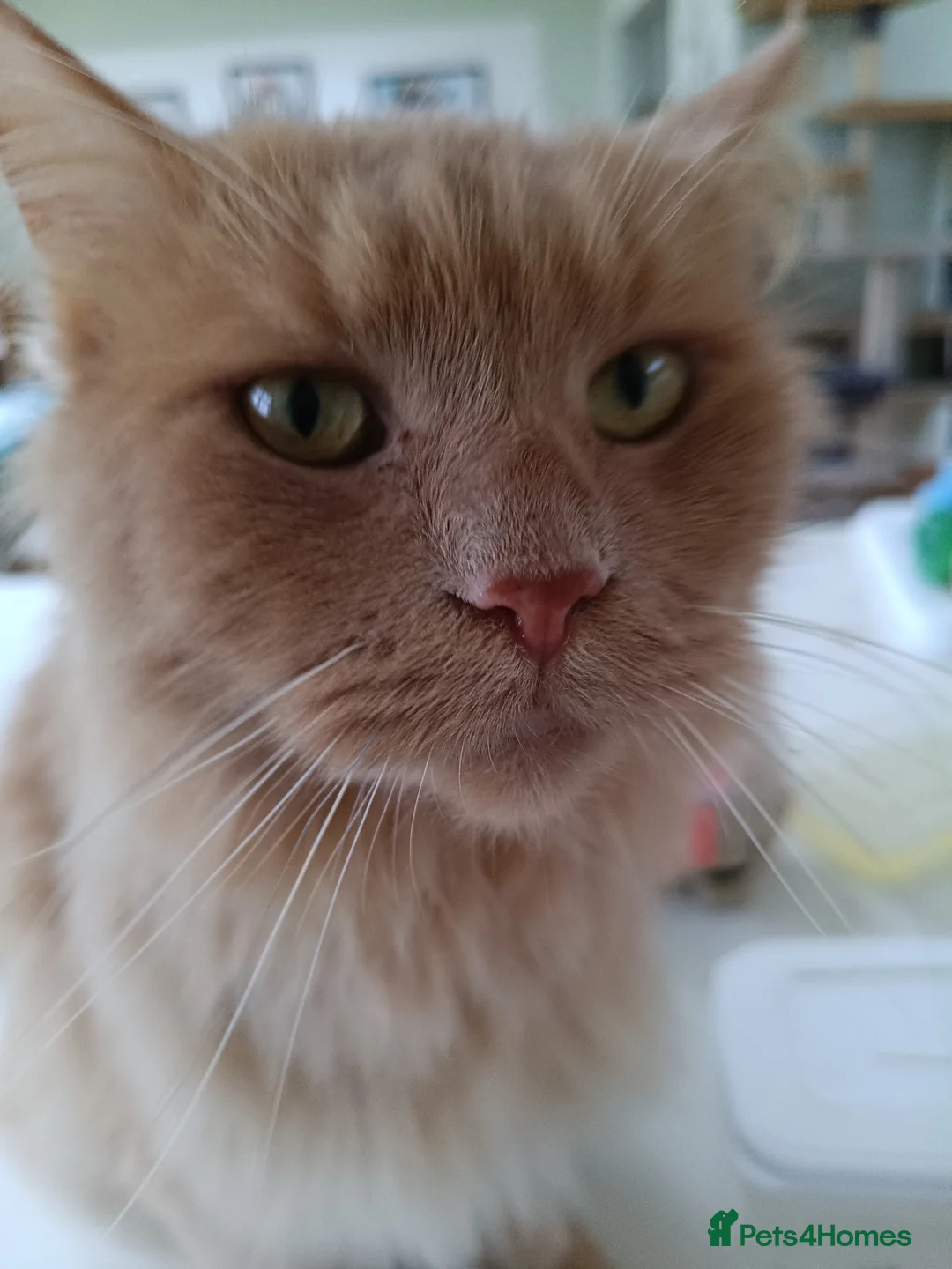 Maine Coon cats for sale: 5* Home wanted  - Advert 3