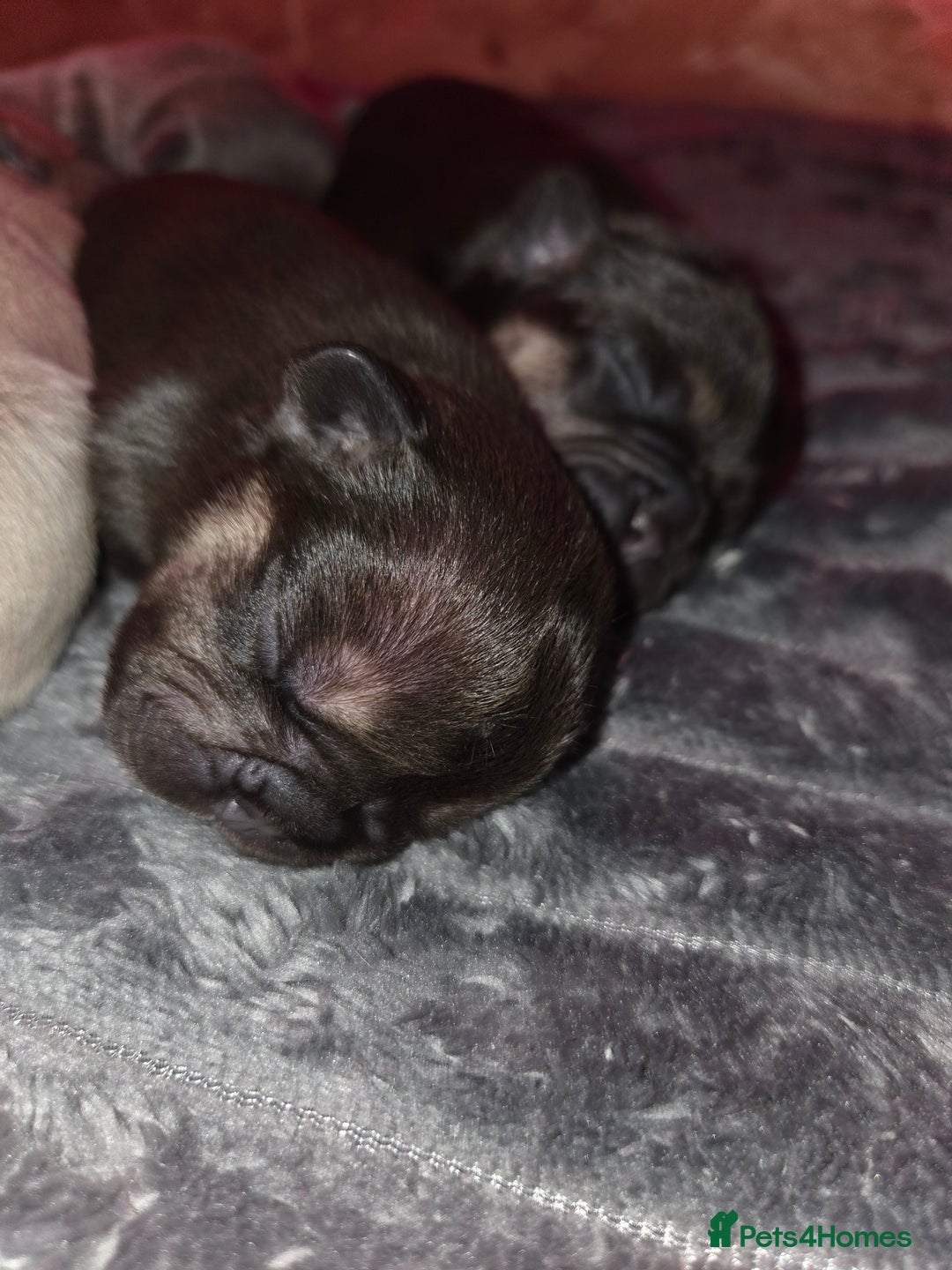 French Bulldog dogs for sale: 5 beautiful male french bulldog puppies  - Image 15