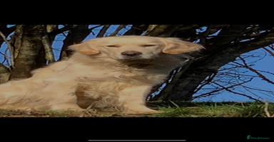 Golden Retriever dogs - Advert 5