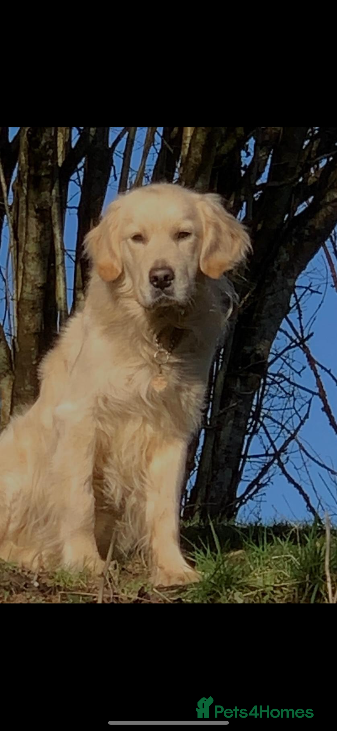 Golden Retriever dogs for sale: Beautiful litter of KC reg golden retriever pups - Image 2