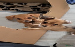 Chiweenie dogs for sale: Chiweenies  - Image 10