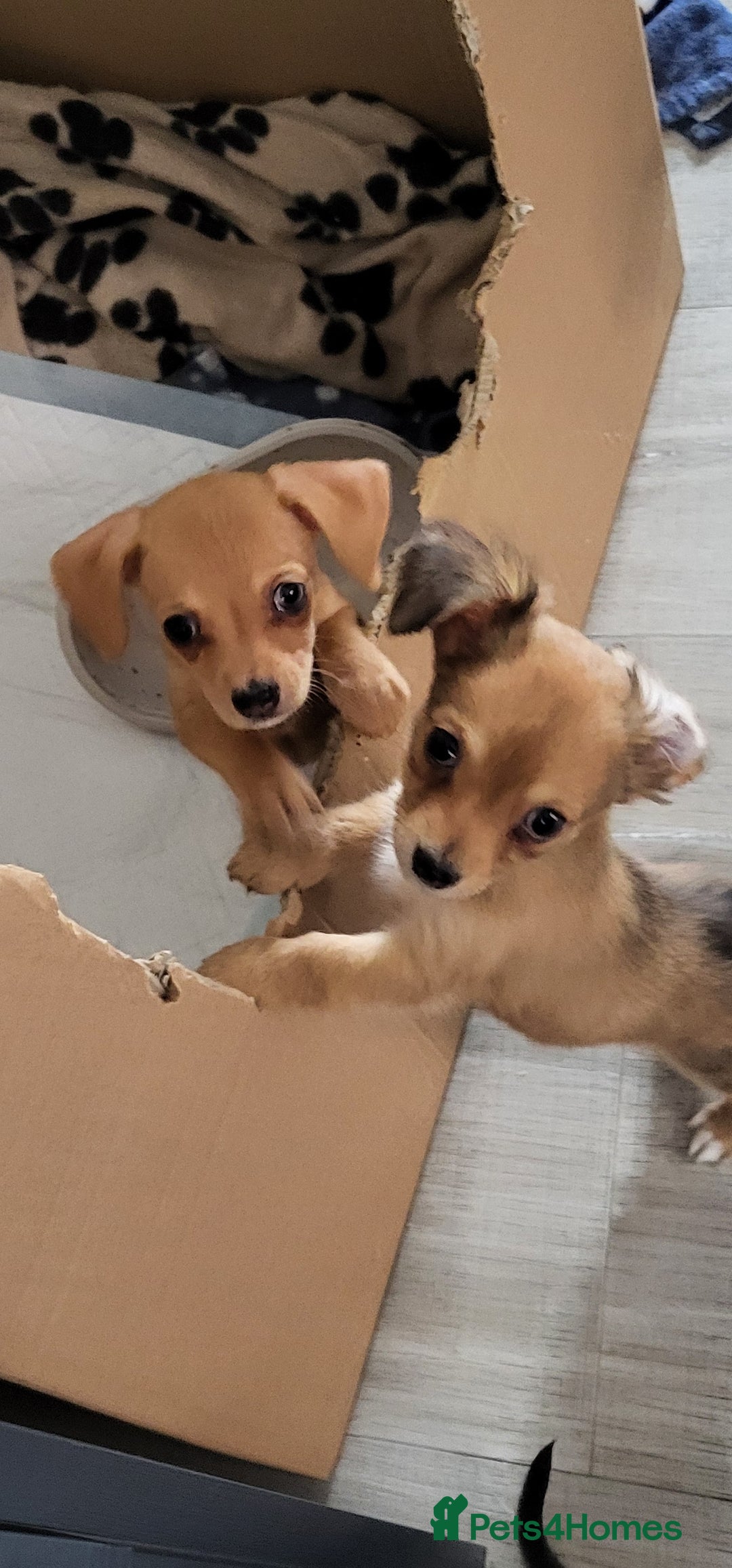 Chiweenie dogs for sale: Chiweenies  - Image 10