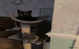 British Shorthair cats for sale: Stunning British short x Bengal  - Image 10