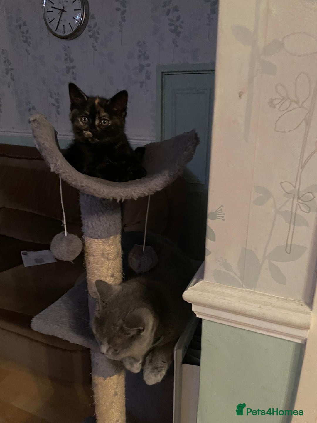 British Shorthair cats for sale: Stunning British short x Bengal  - Image 10