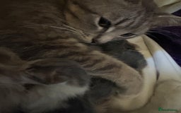 British Shorthair cats for sale: Missy & her 3 kittens & adopted rescue kitten scar - Image 12