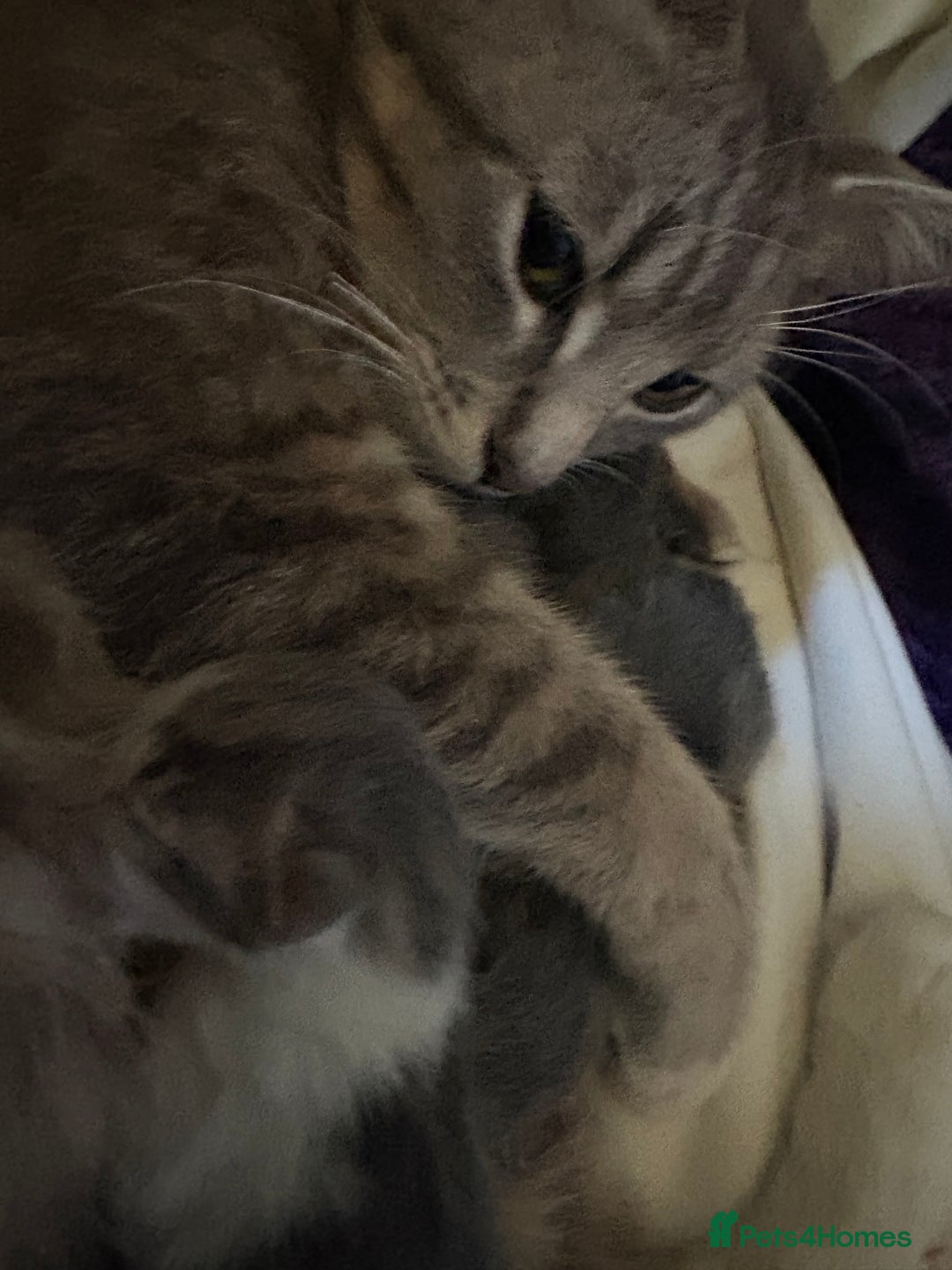 British Shorthair cats for sale: Missy & her 3 kittens & adopted rescue kitten scar - Image 12