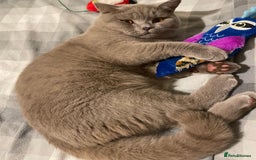 British Shorthair cats for stud: LILAC BOY GCCF Registered ready for Stud service  in Leigh - Image 13
