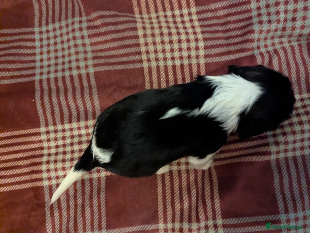 Cavalier King Charles Spaniel dogs for sale: Cavalier King Charles Spaniels KC Reg  - Advert 7