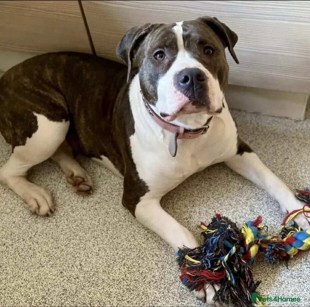 American Bully dogs for sale: She’s a legal Bully  - Advert 3