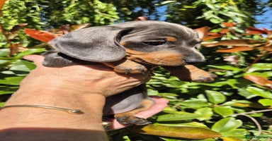 Miniature Dachshund dogs - Advert 14