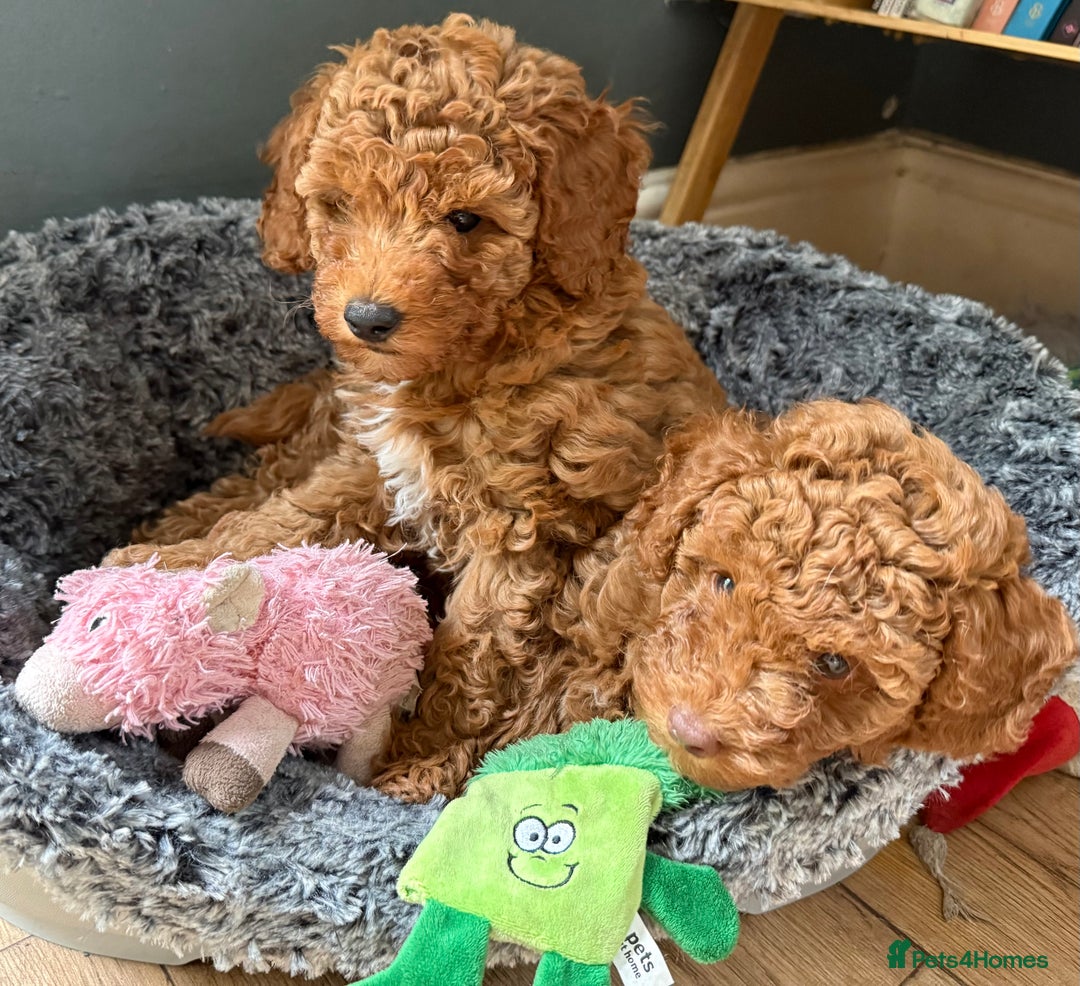 Cavapoochon dogs for sale: Gorgeous F1B Cavapoochon’s Fox Red available now. - Image 11
