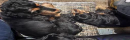 Cocker Spaniel dogs for sale: Cocker Spaniel Show Type - Advert 7