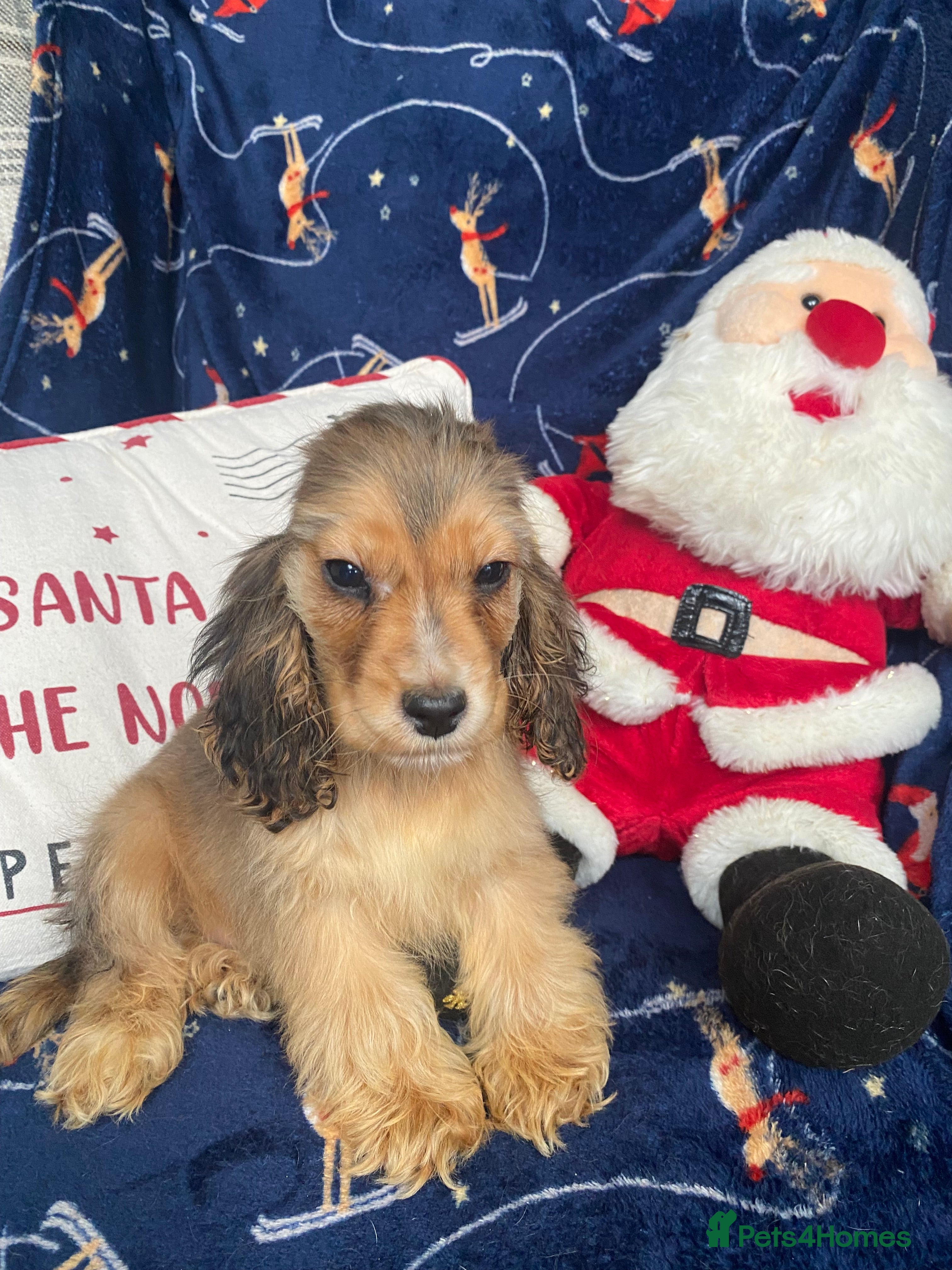 Cocker Spaniel dogs KC SHOW TYPE COCKER REGISTERED - Advert 2