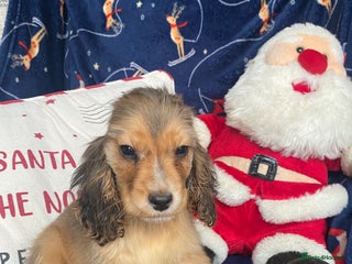 Cocker Spaniel dogs KC SHOW TYPE COCKER REGISTERED - Advert 2