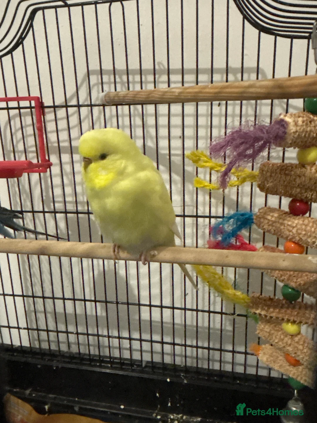 Budgerigars birds for sale: Budgie  in Halesowen - Advert 1