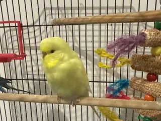 Budgerigars birds Budgie - Advert 1