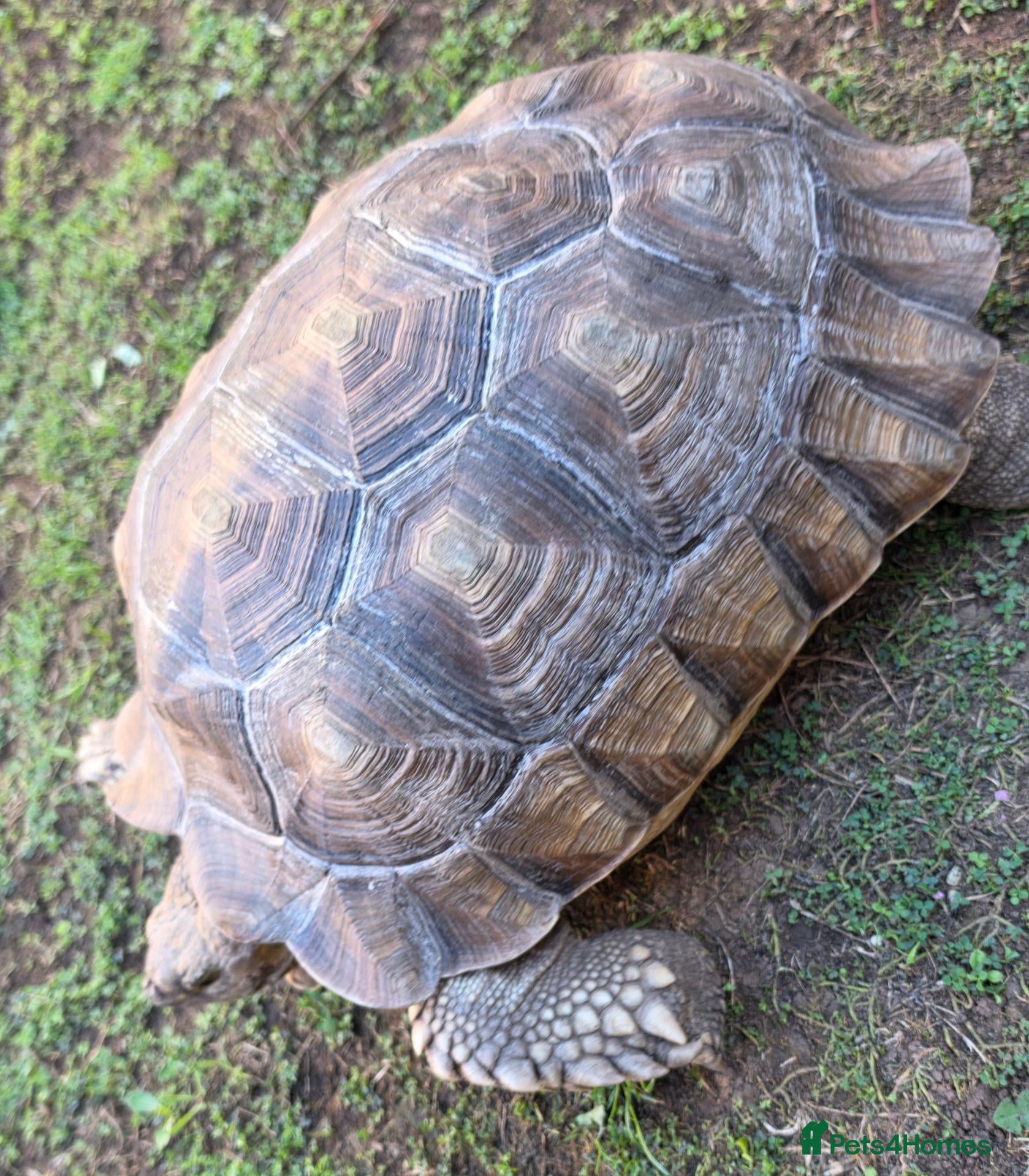 Tortoise reptiles 5yr old male sulcata tortoise  - Advert 1