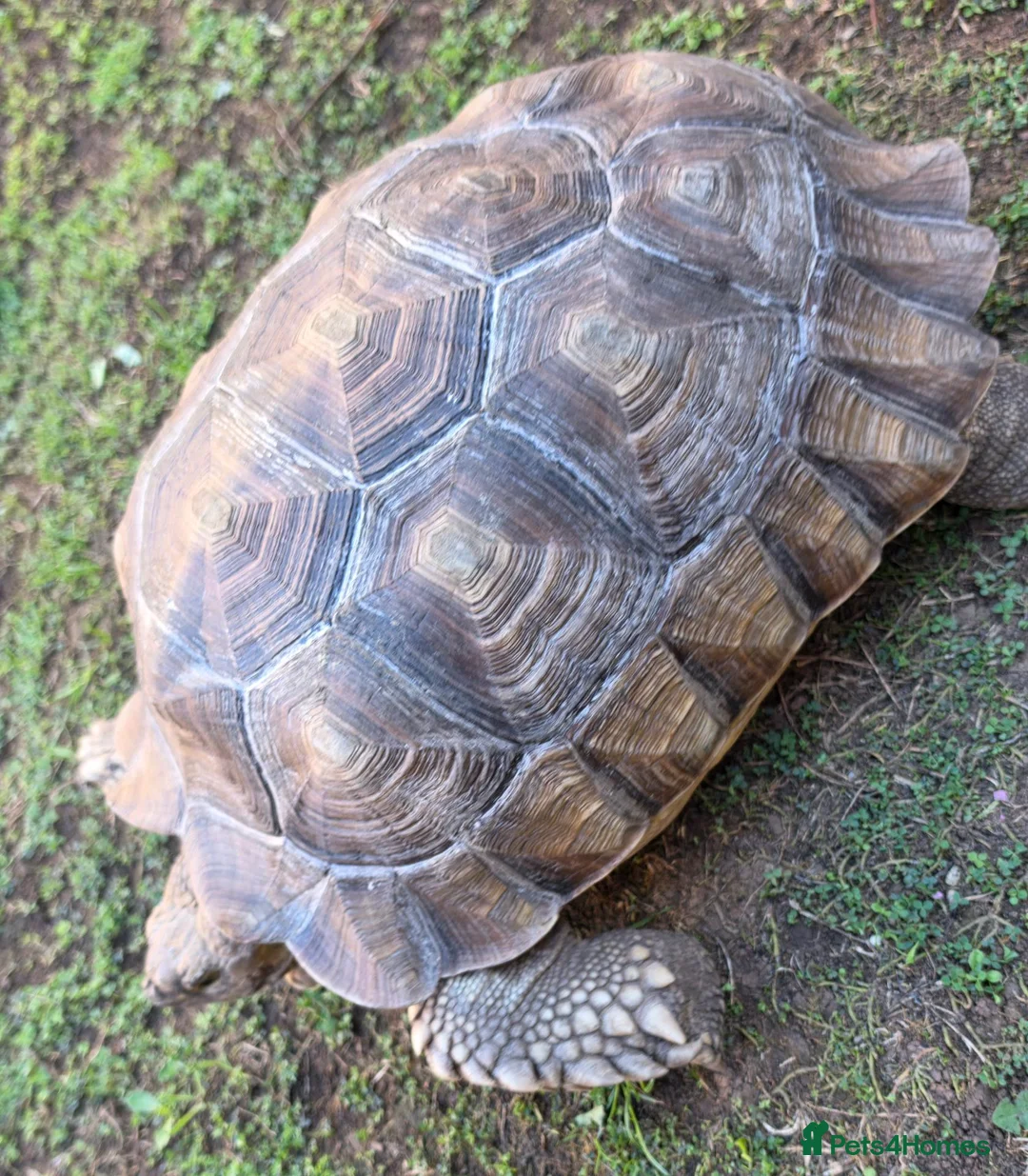 Tortoise reptiles for sale: 5yr old male sulcata tortoise  - Advert 1