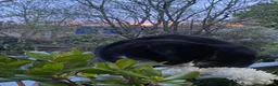 Burmilla cats for sale: Female cat for sale (onyx) - Advert 3