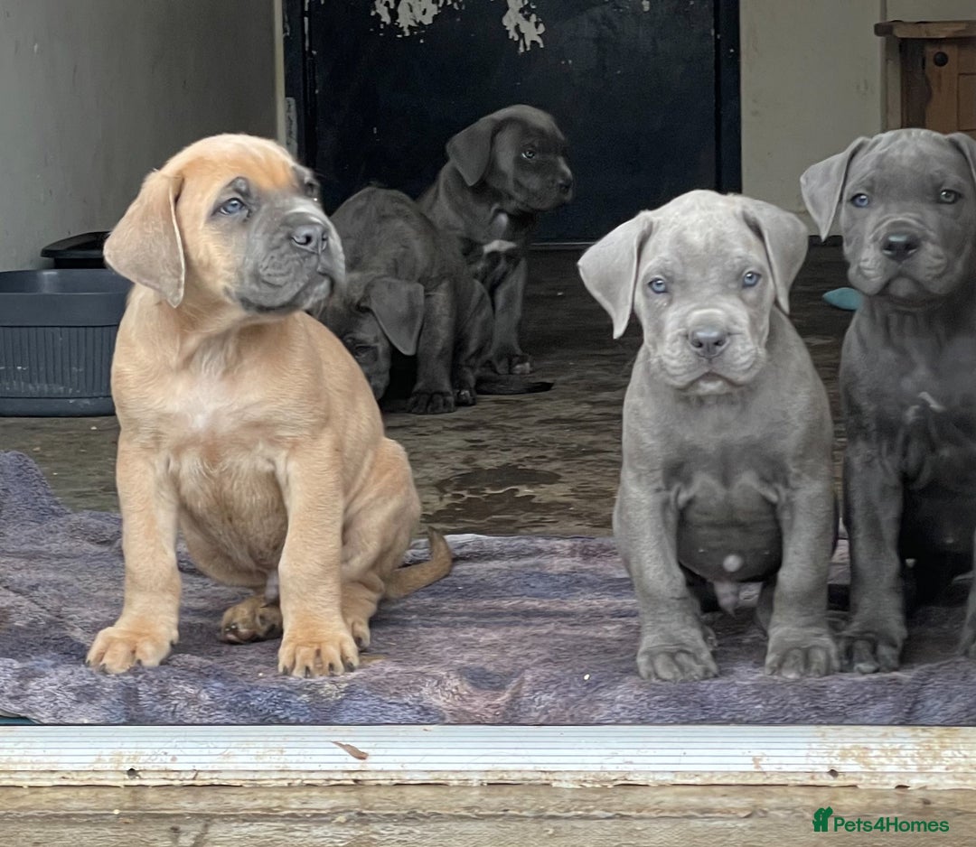 Cane Corso dogs for sale: Cane Corso puppies 9 week old 🫶❤️🫶 - Image 6
