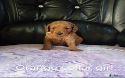 Cockapoo dogs for sale: 7 F1b cockapoos for sale  - Image 3