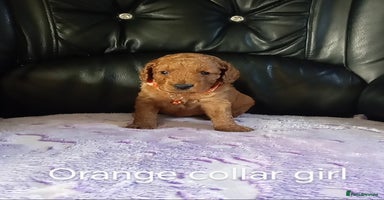 Cockapoo dogs - Advert 5