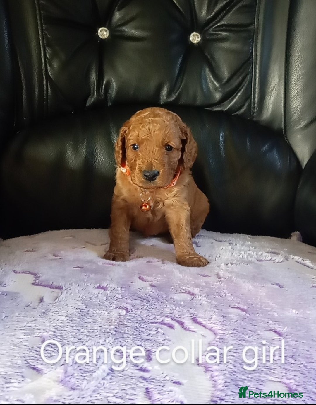 Cockapoo dogs for sale: 7 F1b cockapoos for sale  - Image 3
