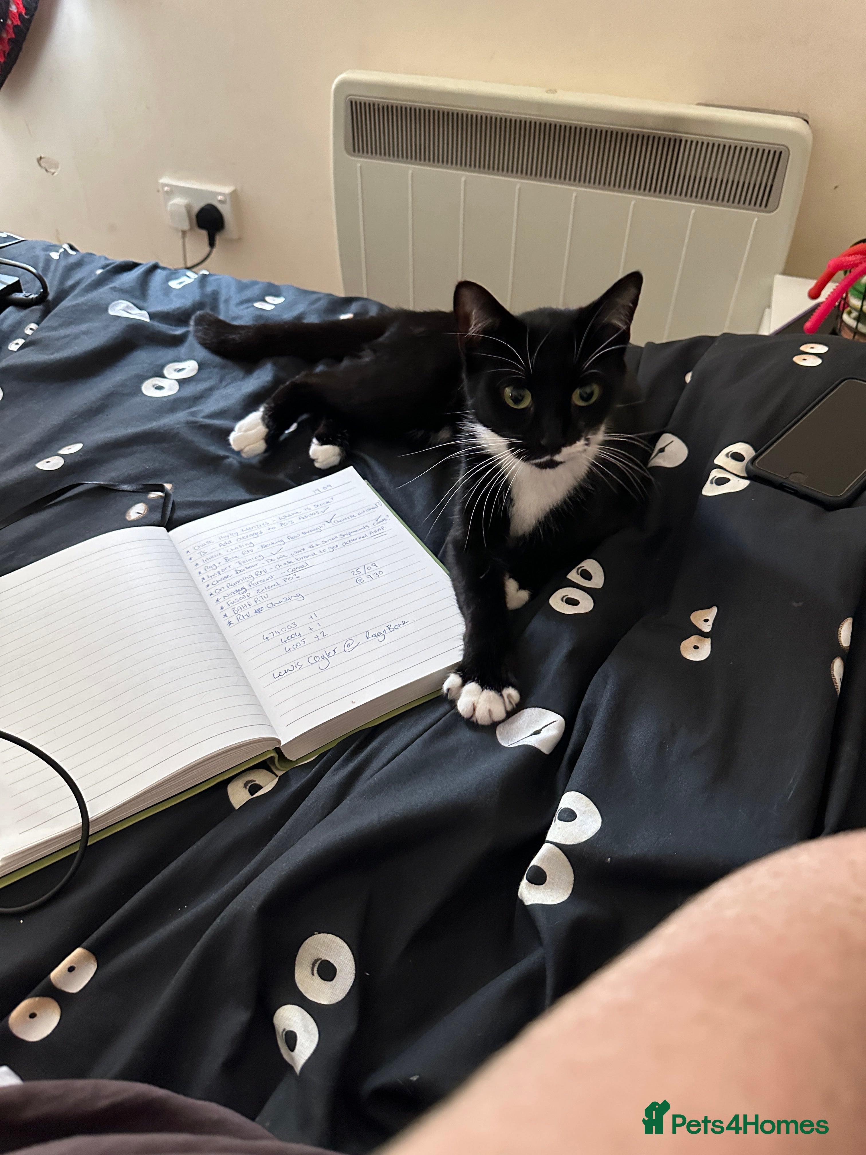 British Shorthair cats Midnight - Advert 18