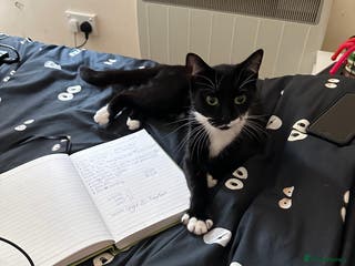 British Shorthair cats Midnight - Advert 6