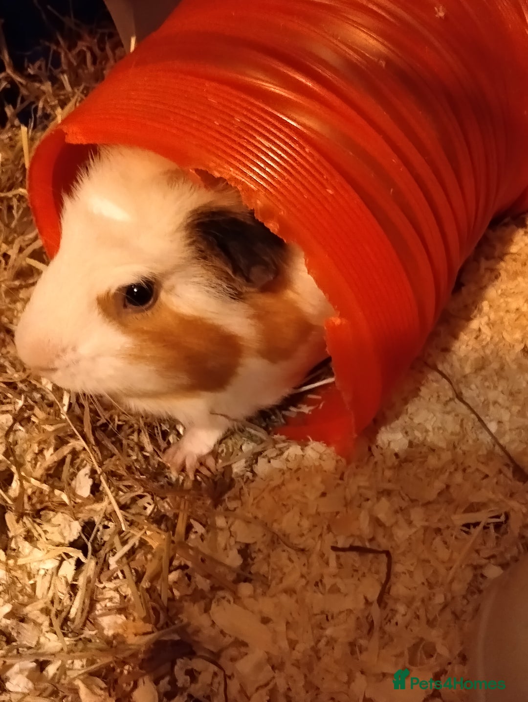 Guinea Pig rodents for sale: 2 Year Old Male Guinea Pig Including Large Cage  - Advert 4