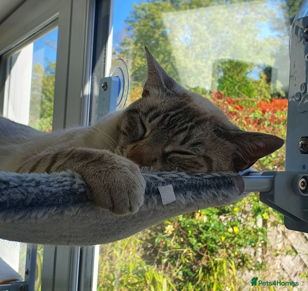 Tonkinese cats for sale: Loki - Tonkinese in Birmingham - Advert 2