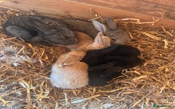 Continental Giant rabbits for sale: Pure Bred Continental Giant Rabbits  - Image 12