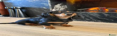 Miniature Dachshund Puppy 1