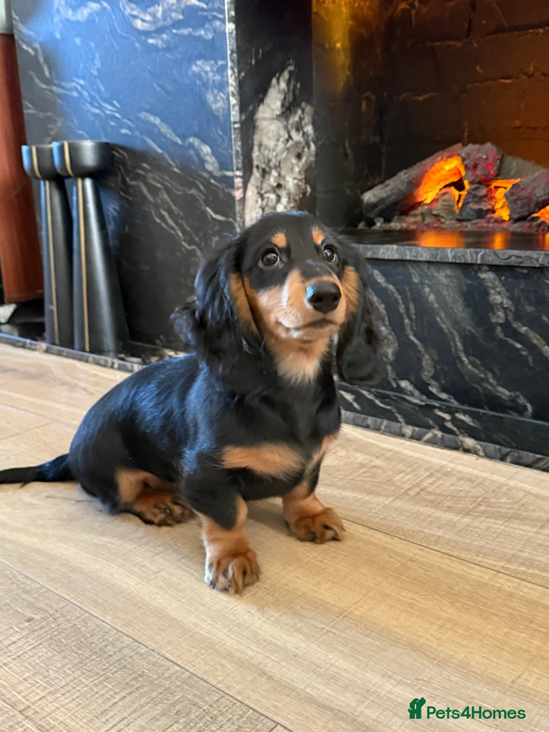 Miniature Dachshund dogs for sale: KC registered miniature dachshund long haired - Advert 8